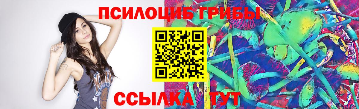 Псилоцибиновые грибы Psilocybe Кашира